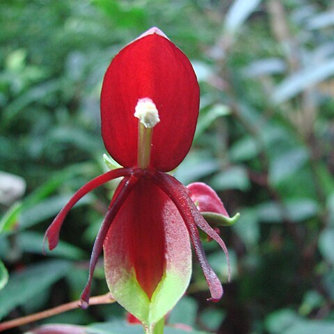 Impatiens hians unspecified picture