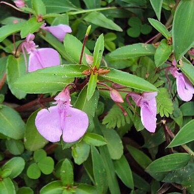 Impatiens diversifolia unspecified picture