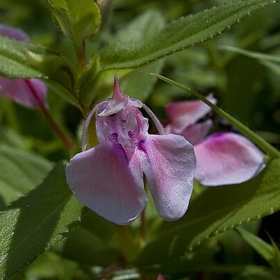 Impatiens lawii unspecified picture