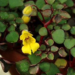 Impatiens repens unspecified picture