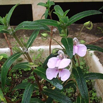 Impatiens chinensis unspecified picture