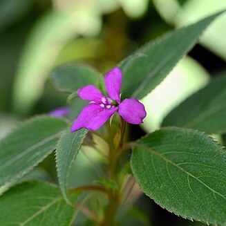 Impatiens zombensis unspecified picture