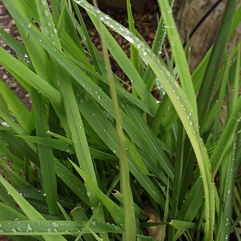 Imperata brevifolia unspecified picture