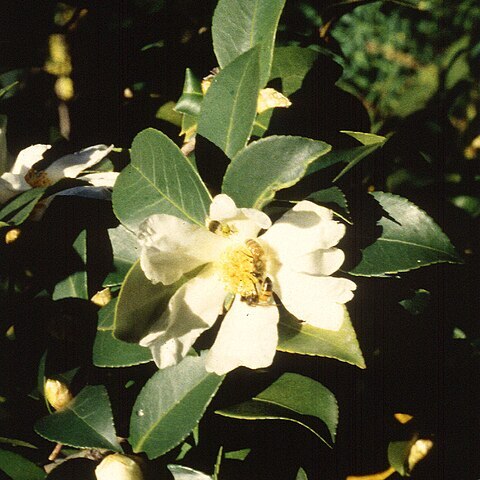 Camellia oleifera unspecified picture