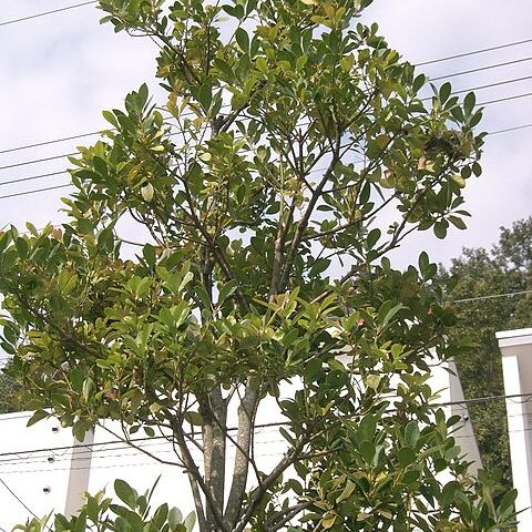 Ilex integra unspecified picture