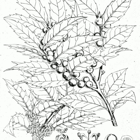 Ilex dipyrena unspecified picture