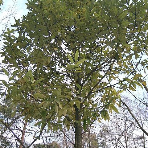 Ilex latifolia unspecified picture