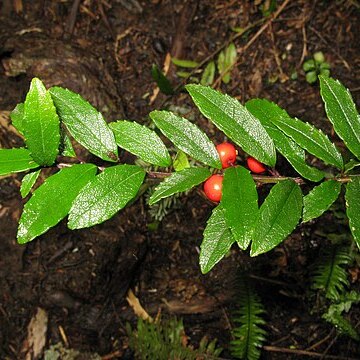 Ilex rugosa unspecified picture