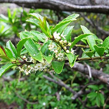 Ilex rugosa unspecified picture