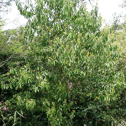 Ilex chinensis unspecified picture