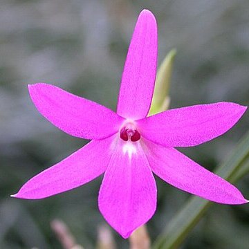 Isabelia violacea unspecified picture