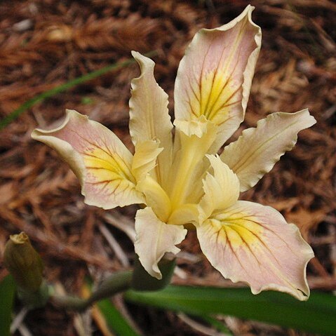 Iris purdyi unspecified picture