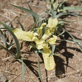 Iris potaninii unspecified picture