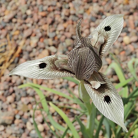 Iris acutiloba unspecified picture