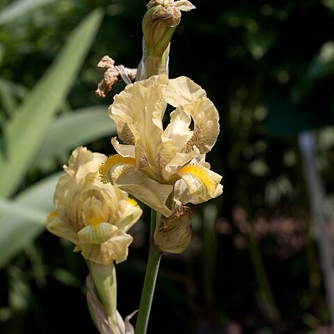 Iris imbricata unspecified picture