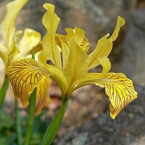 Iris innominata unspecified picture