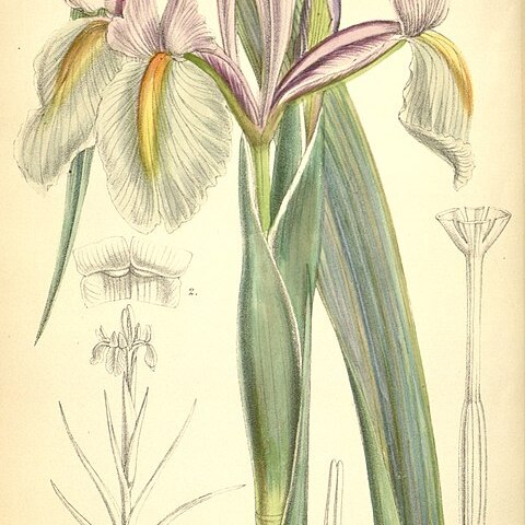 Iris tingitana unspecified picture