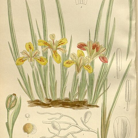 Iris minutoaurea unspecified picture