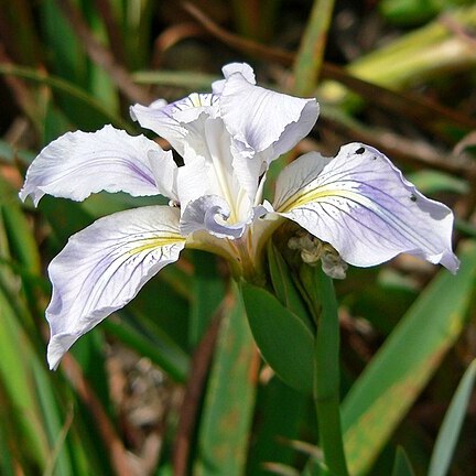 Iris munzii unspecified picture