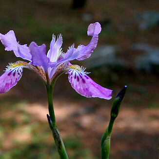 Iris milesii unspecified picture