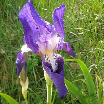 Iris marsica unspecified picture