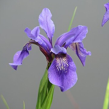 Iris bulleyana unspecified picture