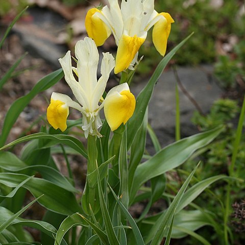 Iris bucharica unspecified picture