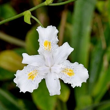 Iris confusa unspecified picture