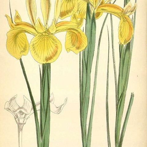 Iris juncea unspecified picture