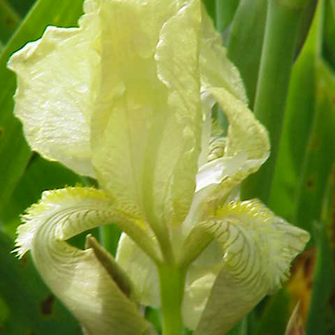 Iris junonia unspecified picture