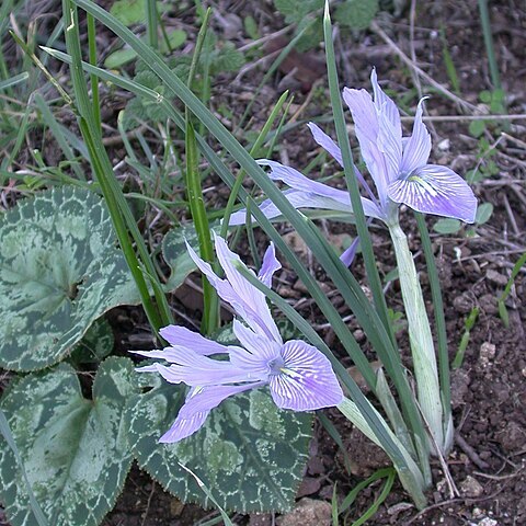 Iris vartanii unspecified picture