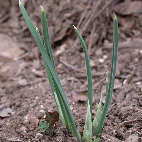 Iris vartanii unspecified picture