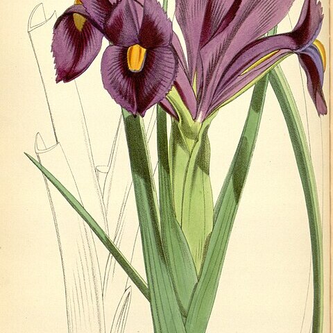 Iris filifolia unspecified picture