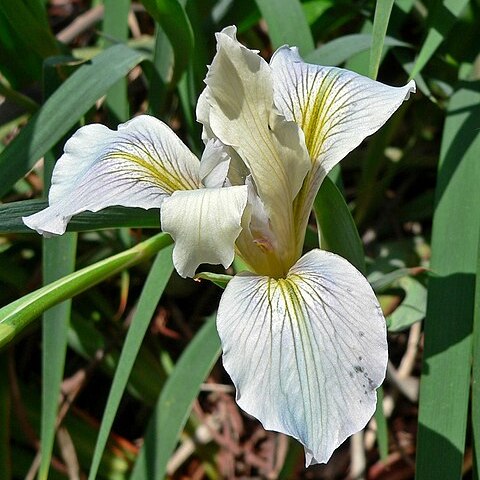 Iris fernaldii unspecified picture