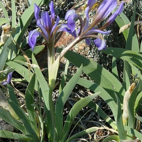 Iris glaucescens unspecified picture