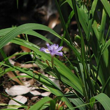 Iris gracilipes unspecified picture