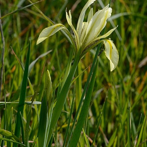 Iris grant-duffii unspecified picture