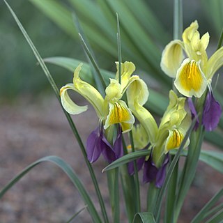 Iris fosteriana unspecified picture