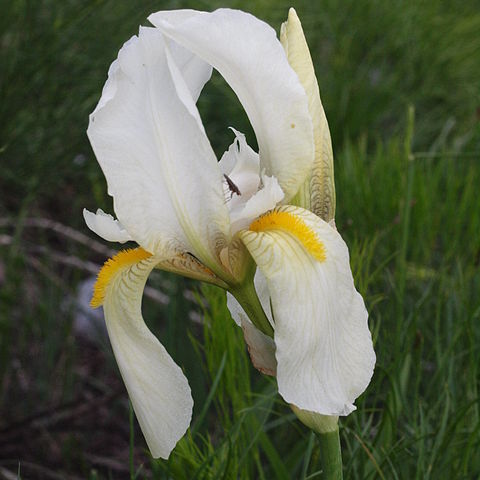 Iris orjenii unspecified picture