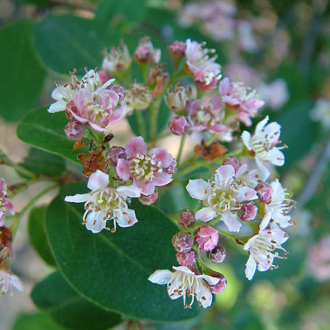 Cotoneaster rosea unspecified picture