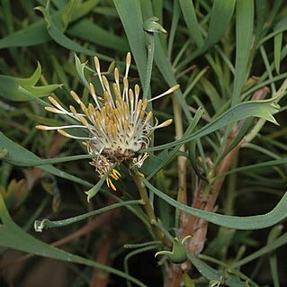 Isopogon tridens unspecified picture