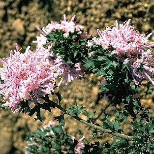 Isopogon baxteri unspecified picture