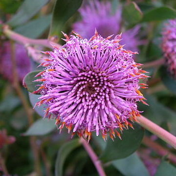 Isopogon cuneatus unspecified picture