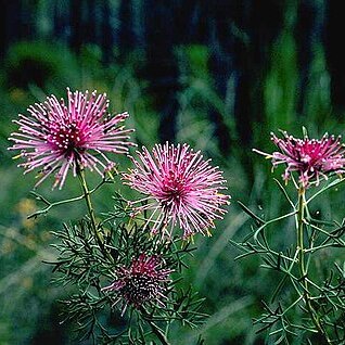 Isopogon crithmifolius unspecified picture