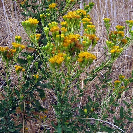 Isocoma menziesii unspecified picture