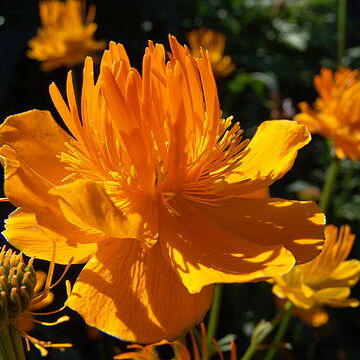 Trollius chinensis unspecified picture