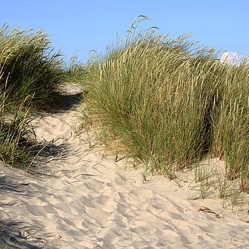 Ammophila arenaria unspecified picture