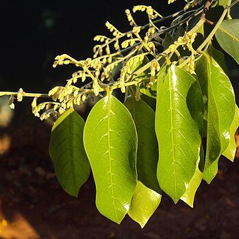 Hopea parviflora unspecified picture