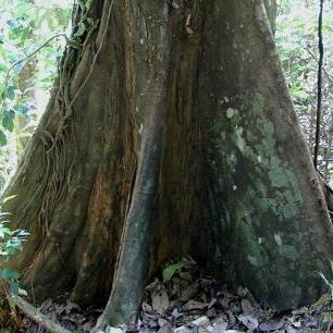 Hopea beccariana unspecified picture