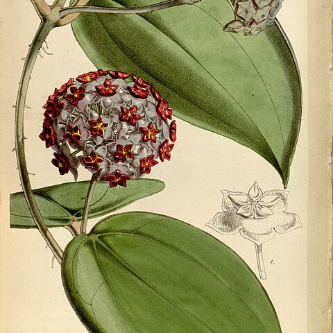 Hoya purpureofusca unspecified picture